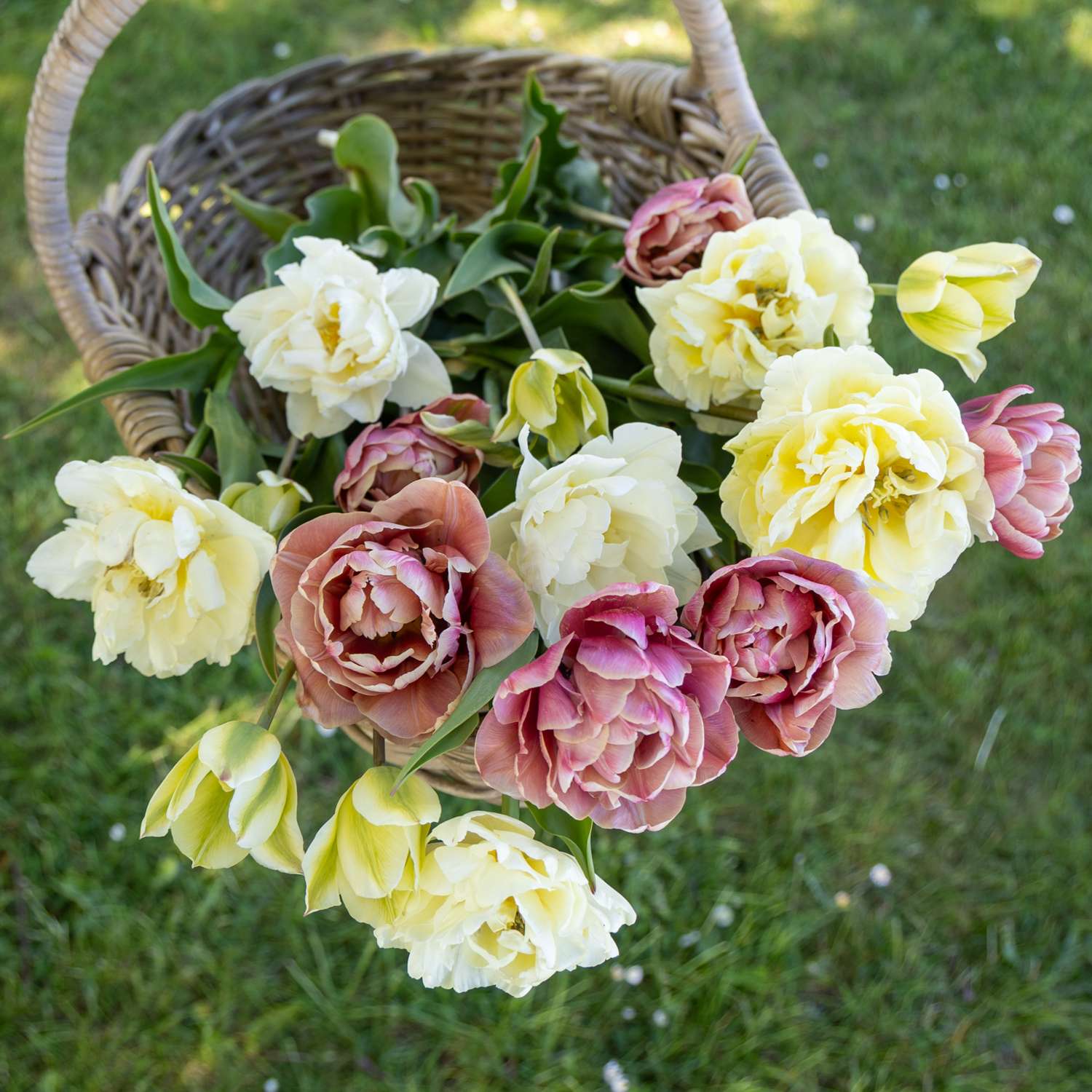 Tulipanblanding 'Peaches & Cream'